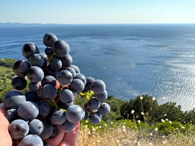 Dubrovnik Private Wine Tasting Tour To Peljesac - Frequently Asked Questions
