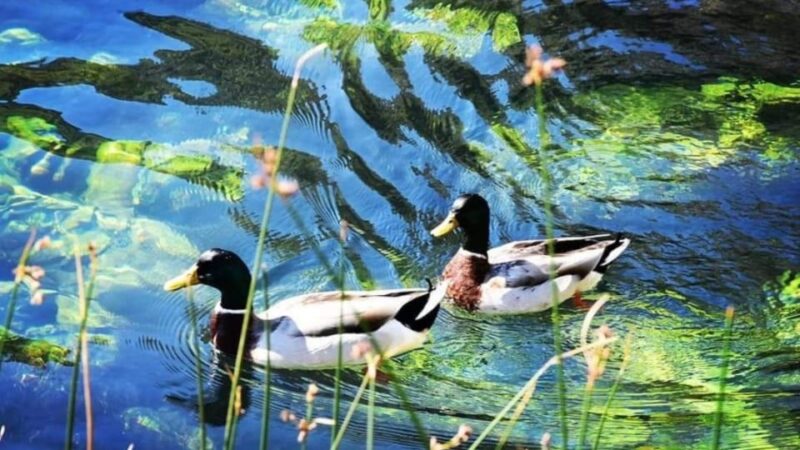 Dubrovnik Sightseeing And Visiting The Botanical Garden - Tour Experience