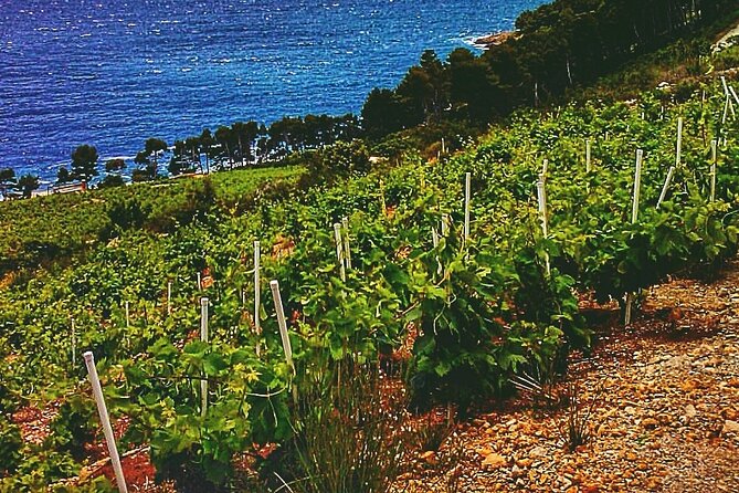 Dubrovnik: Ston Wine and Oyster Tasting - Ston Salt Works and Production