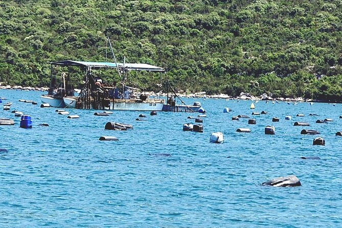 Dubrovnik: Ston Wine and Oyster Tasting - Inclusions and Logistics