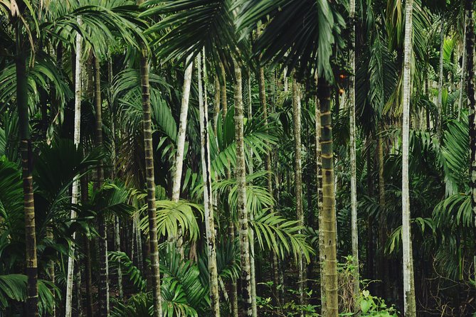 Dudhsagar Waterfall Wildlife & Spice Plantation Tour in Goa - Travel Tips and Considerations