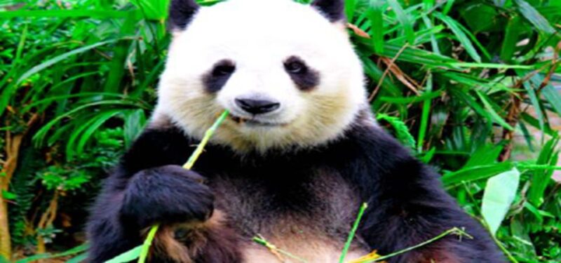Dujiangyan Panda Base and Irrigation System Park Day Tour - Itinerary
