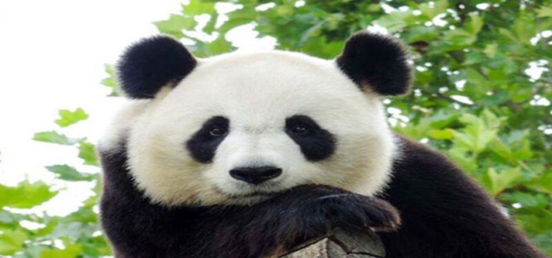 Dujiangyan Panda Base and Irrigation System Park Day Tour - Inclusions