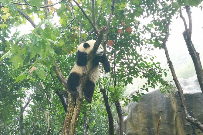 Dujiangyan Panda Base Volunteer Experience Trip - Inclusions and Logistics