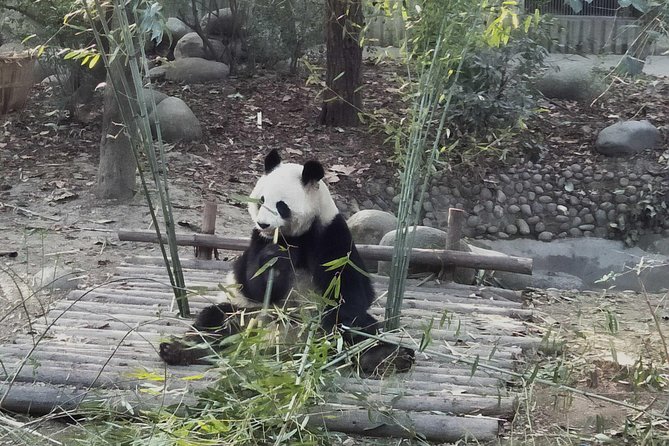 Dujiangyan Panda Base Volunteer Experience Trip - Booking and Restrictions