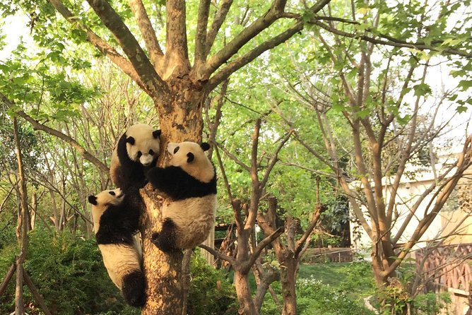Dujiangyan Panda Base Volunteer Experience Trip - Pickup and Additional Information