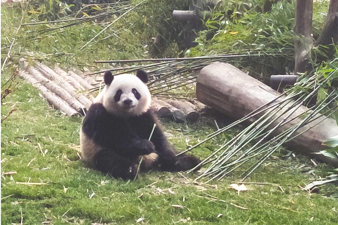 Dujiangyan Panda Base Volunteer Experience Trip - Preparing for the Volunteer Day
