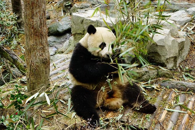Dujiangyan Panda Base Volunteer Experience Trip - Sum Up