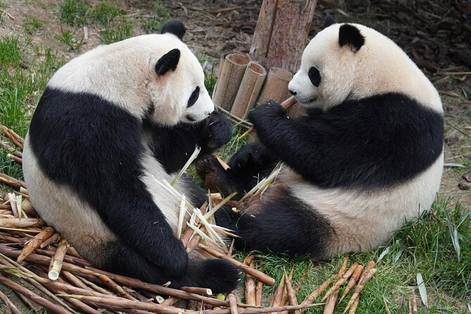 Dujiangyan/Wolong Panda Sanctuary Day Tour Option Panda Keeper - Tour Overview