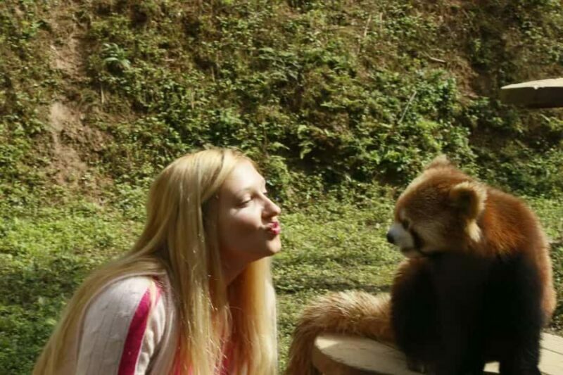 Dujingyan Giant Panda tour option Red Panda interactive - Key Points