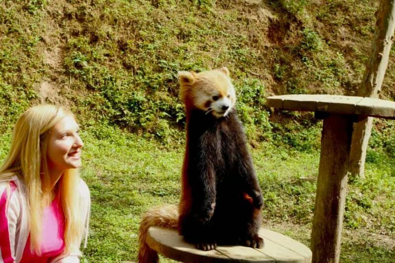 Dujingyan Giant Panda tour option Red Panda interactive - An Intimate Panda Encounter: What to Expect