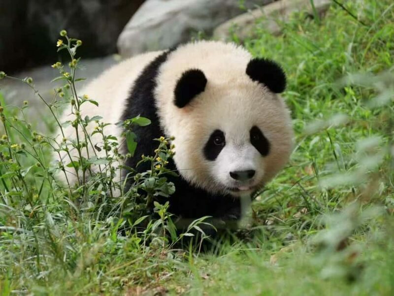 Dujingyan Giant Panda tour option Red Panda interactive - Critical Considerations