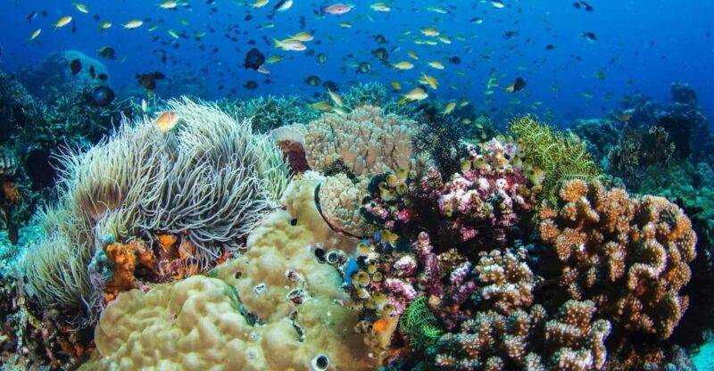 Dumaguete: Apo Island Snorkeling and Hiking Joiners Tour - Key Points