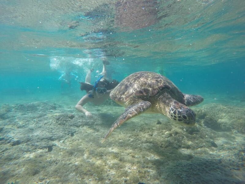 Dumaguete: Apo Island Snorkeling and Hiking Joiners Tour - Suitability and Packing