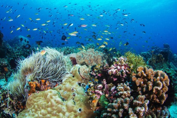 Dumaguete: Apo Island Snorkeling and Hiking Joiners Tour - Additional Information