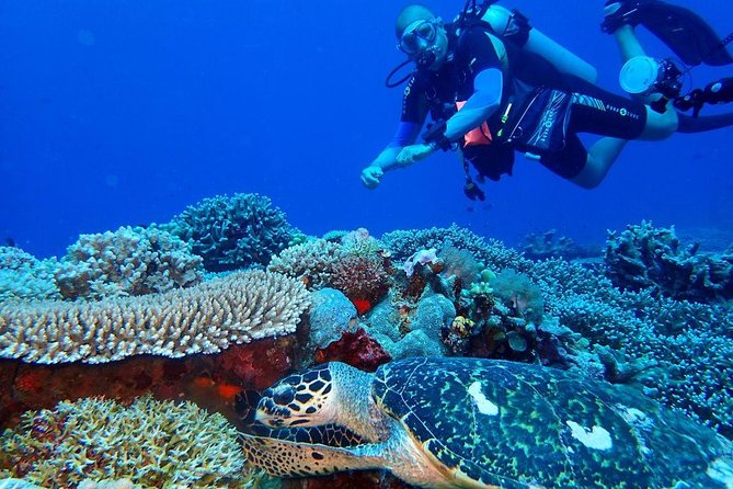 Dumaguete Apo Island Snorkeling Tour - Rental Options