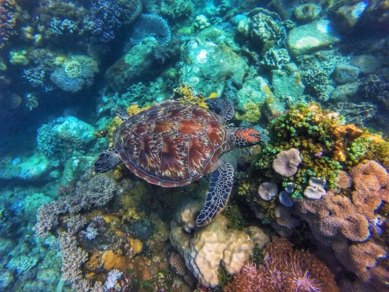 Dumaguete Apo Island With Turtle Snorkeling - Booking Information