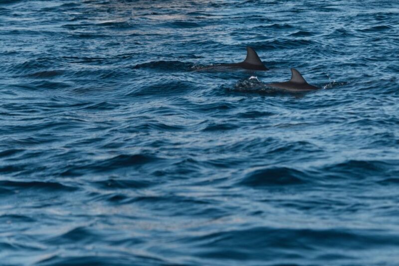 Dumaguete: Dolphin Watching & Manjuyod Sandbar Private Tour - Manjuyod Sandbar Experience