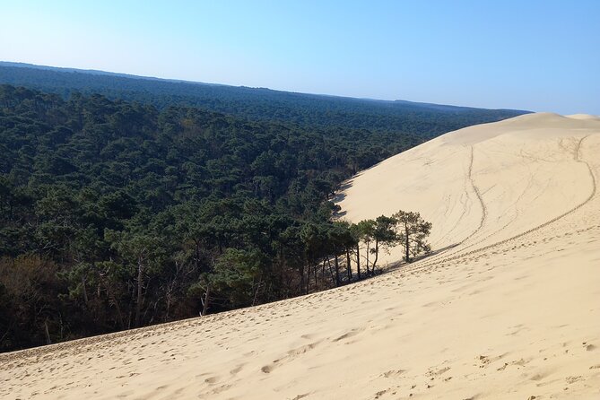 Dune Du Pilat and Oysters Tasting in Only 1 Hour Away From Bordeaux ! What Else? - Tour Experience and Highlights