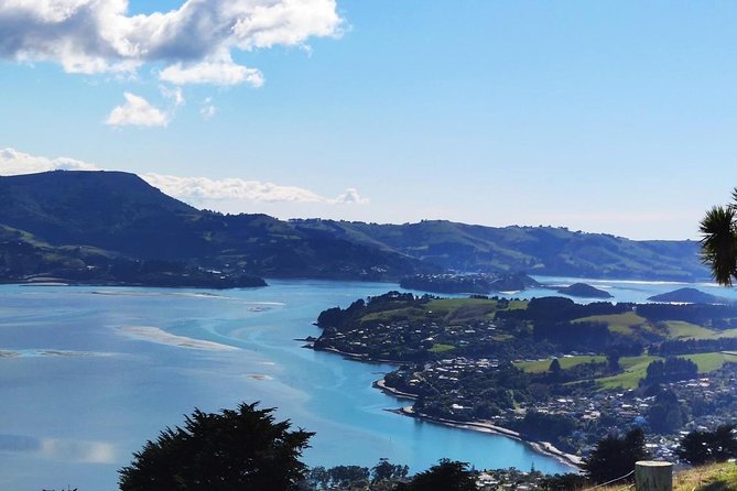 Dunedin City and Coastal Views 3-Hour Small-Group Guided Tour - Tour Experience and Feedback