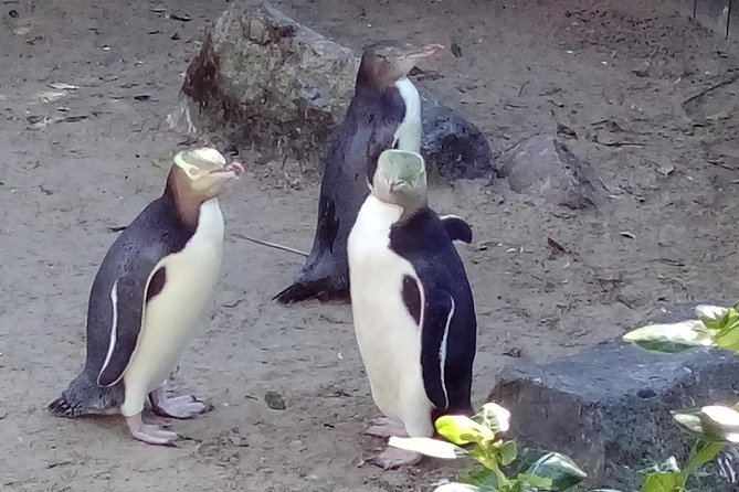 Dunedin City Highlights, Otago Peninsula Scenery & a Guided Penguin Reserve Tour - Wildlife Viewing Information