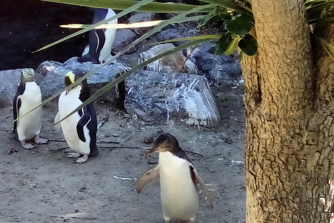 Dunedin City Highlights, Otago Peninsula Scenery & a Guided Penguin Reserve Tour - Tour Duration and Location