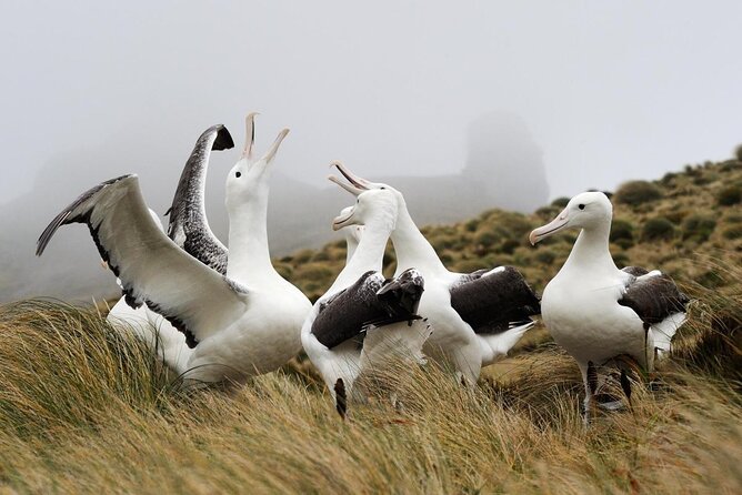 Dunedin City Highlights, Otago Peninsula Scenery & Albatross Guided Tour - Itinerary Highlights