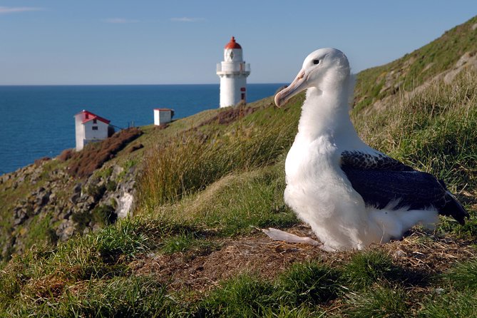 Dunedin City Highlights, Otago Peninsula Scenery & Albatross Guided Tour - Guides and Presentations