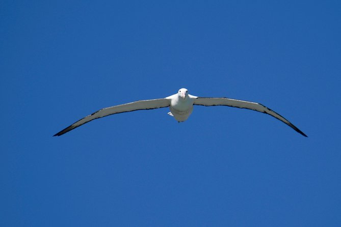 Dunedin City Highlights, Otago Peninsula Scenery & Albatross Guided Tour - Scenic Stops and Sightseeing