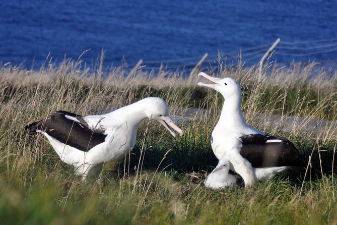 Dunedin City Highlights, Otago Peninsula Scenery & Albatross Guided Tour - Wildlife Viewing Opportunities