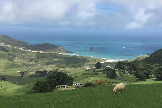 Dunedin City Highlights, Otago Peninsula Scenery & Albatross Guided Tour - Positive Customer Feedback