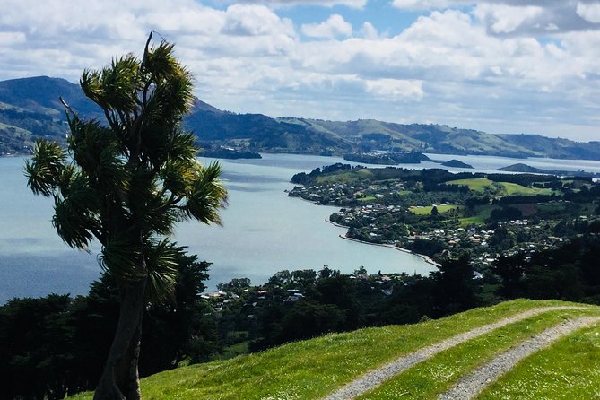 Dunedin City Highlights, Otago Peninsula Scenery & Albatross Guided Tour - Tour Accessibility and Booking