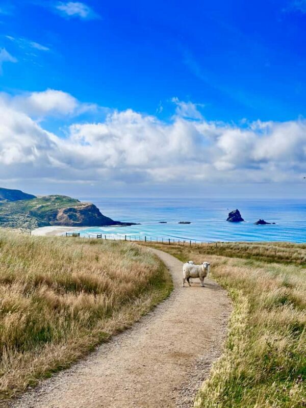 Dunedin City & Otago Peninsula Scenery Day Tour - Discovering Dunedin & Otago Peninsula: A Balanced Exploration