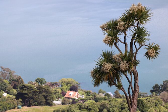 Dunedin City, Wildlife and Larnach Castle - University of Otago and Scottish Heritage