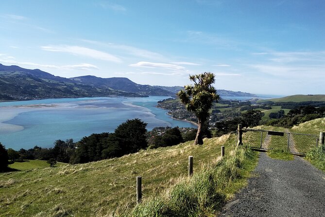 Dunedin City, Wildlife and Larnach Castle - Penguin Colony and Albatross Sanctuary