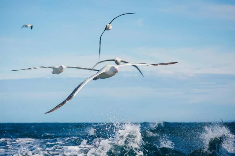 Dunedin: Monarch - One Hour Wildlife Cruise - An Insider’s Look at the Otago Peninsula Wildlife Cruise