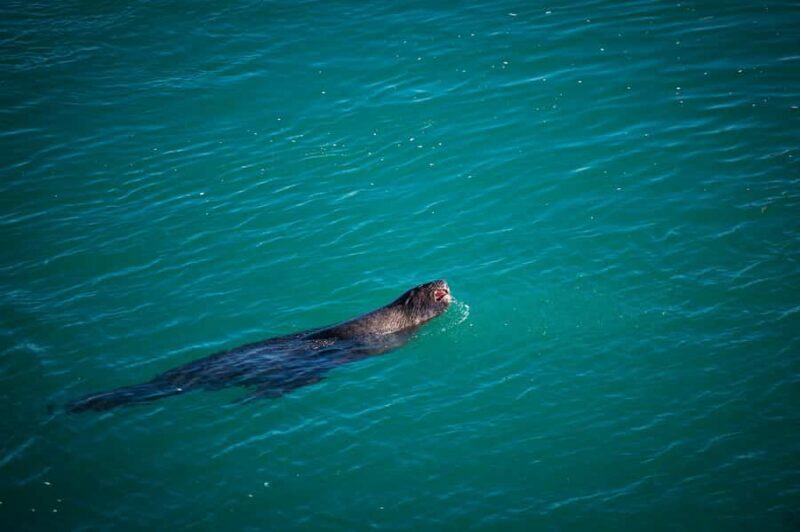Dunedin: Monarch - One Hour Wildlife Cruise - FAQ