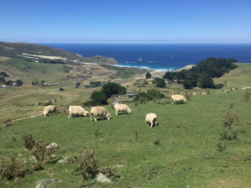 Dunedin: Otago Peninsula With Guided Penguin Tour - Key Points