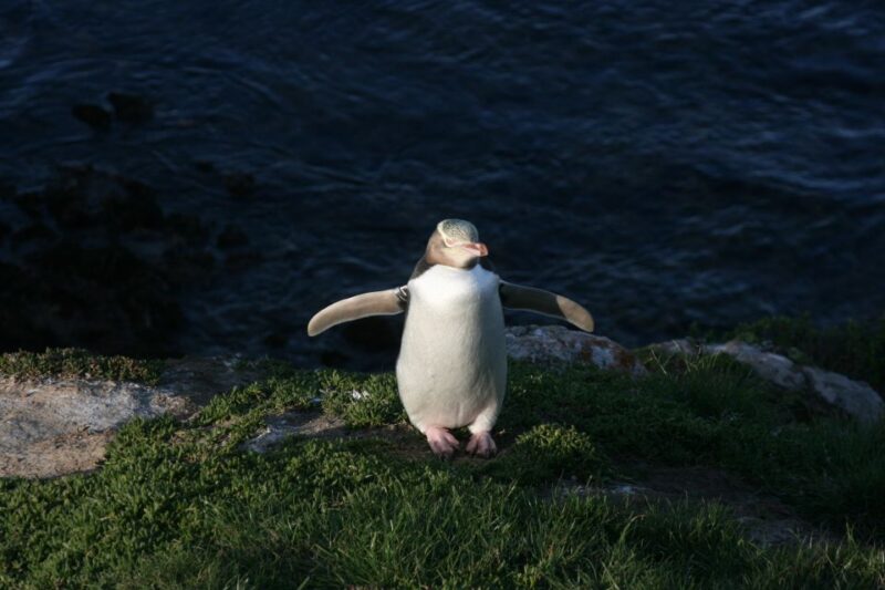 Dunedin: Otago Peninsula With Guided Penguin Tour - Tour Features