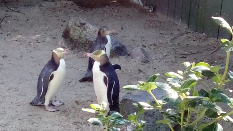 Dunedin: Otago Peninsula With Guided Penguin Tour - Itinerary Highlights