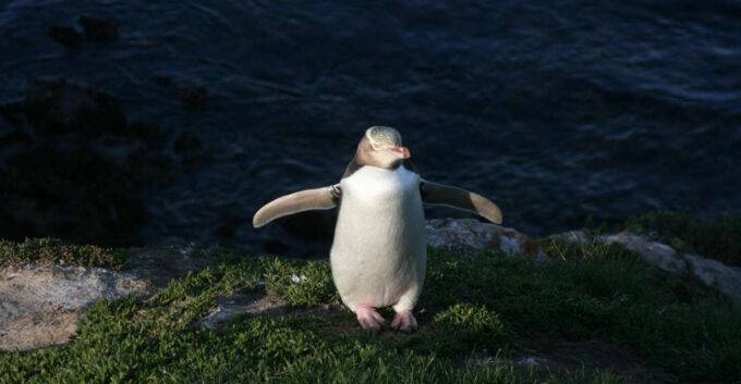 Dunedin: Otago Peninsula With Guided Penguin Tour - What to Bring