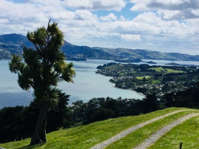 Dunedin: Otago Peninsula With Guided Penguin Tour - Customer Feedback