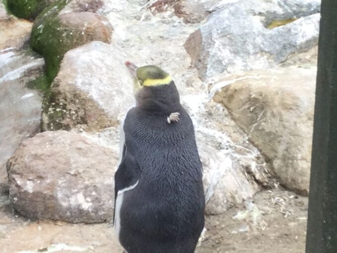 Dunedin: Otago Peninsula With Guided Penguin Tour - Meeting Point and Transportation