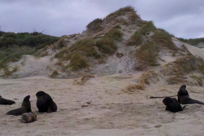 Dunedin Shore Excursion: Small-Group Tour of Dunedin and the Otago Peninsula - Accessibility and Requirements