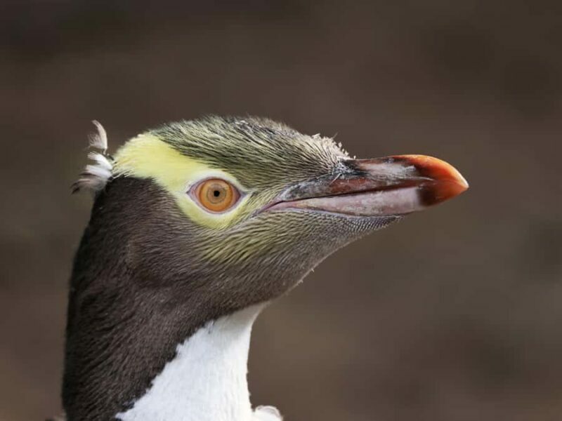 Dunedin: Wildlife and Penguin Tour - Final Thoughts