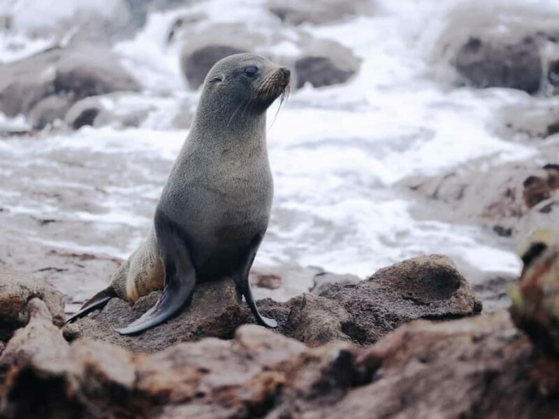Dunedin: Wildlife and Penguin Tour - FAQs