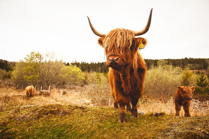 Dunnottar Castle and Royal Deeside Small-Group Tour From Aberdeen - Exploring Royal Deeside