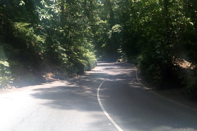 Dunns River Falls and Fern Gully Highlight Adventure Tour From Kingston - Discovering Fern Gully