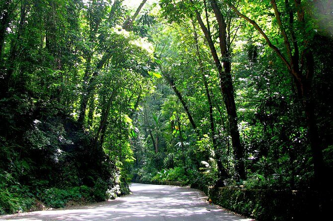 Dunn's River Falls and OchoRios Highlight View Scenic Fern Gully - A Deep Dive into the Tour Experience