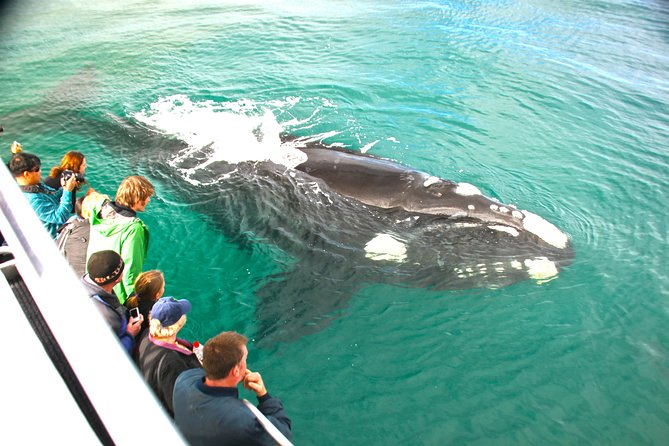 Dunsborough Whale Watching Eco Tour - Learning From Marine Biologist Guide